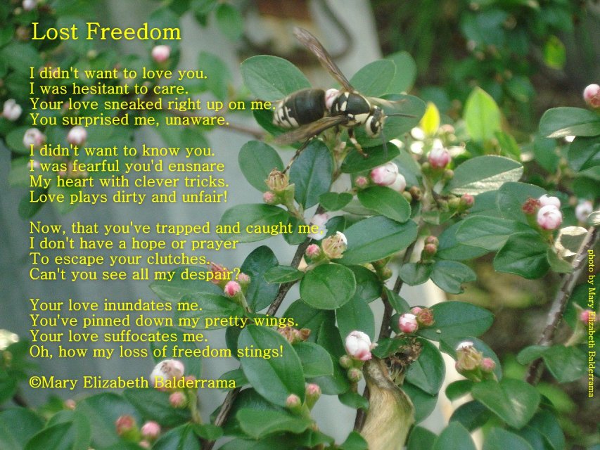 Lost Freedom poem photo hornet